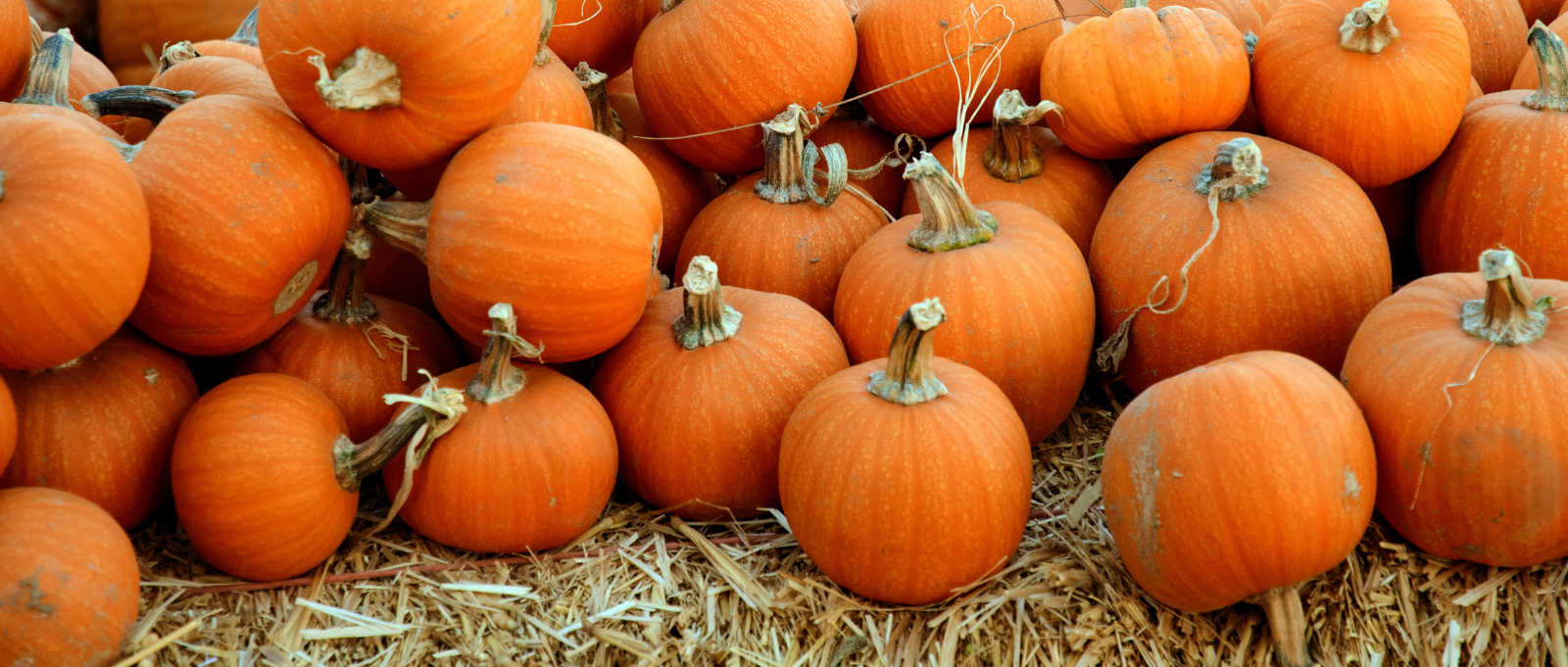 Pumpkin Patch and Picking